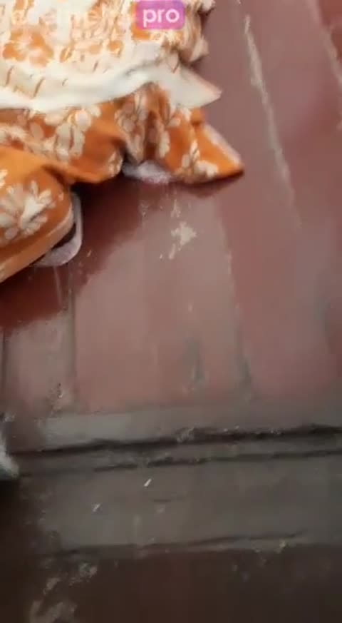 Azəri qaqaş sevgilisinə videoya çəkir
