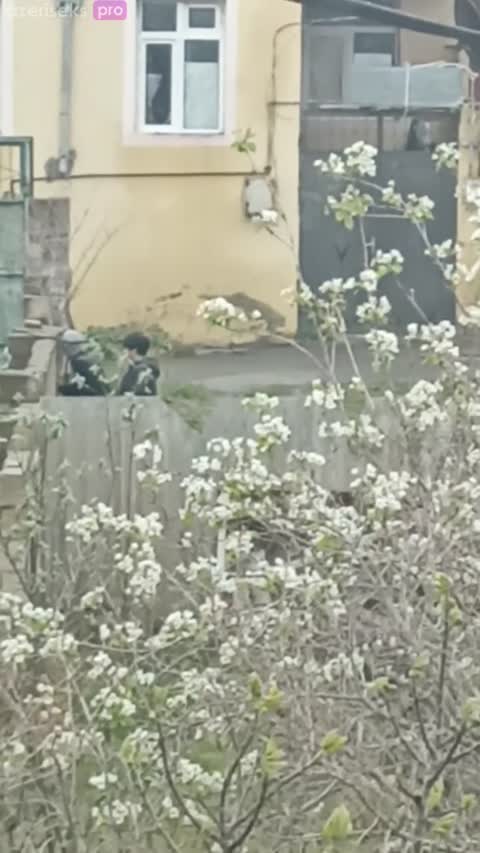 Azeri cavanlar yer axtarır