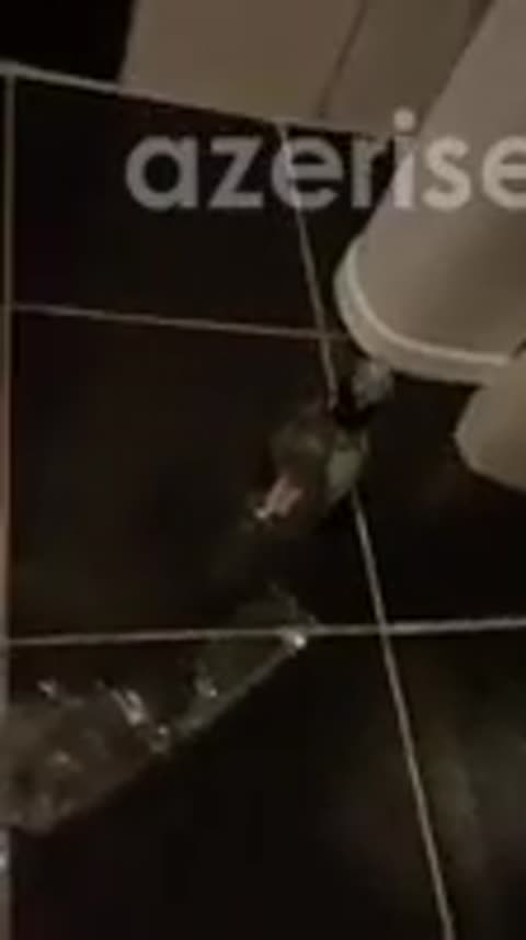 Mal vurublar qaqaşda fürsətdən istifadə edir